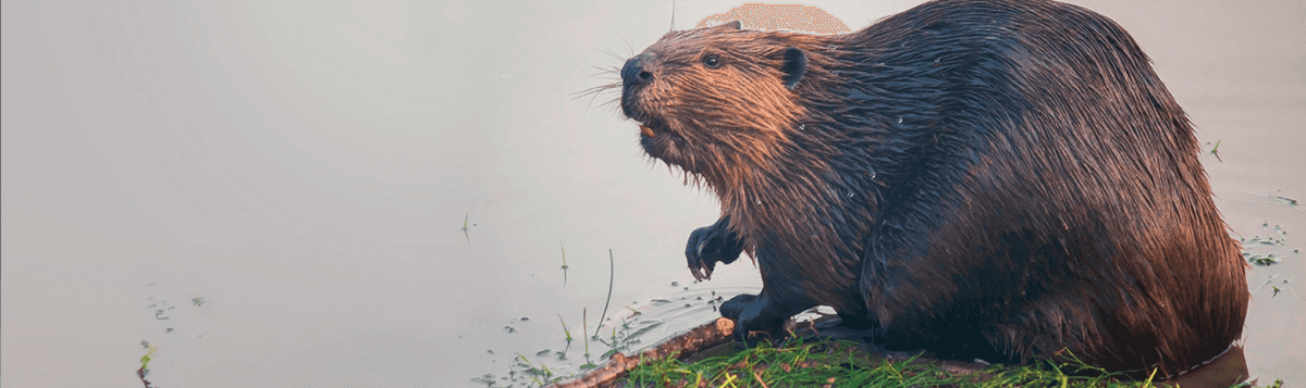 Beaver in the Rio Grande